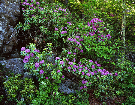 Rhododendron in Spring, Blue Ridge Parkway, VA